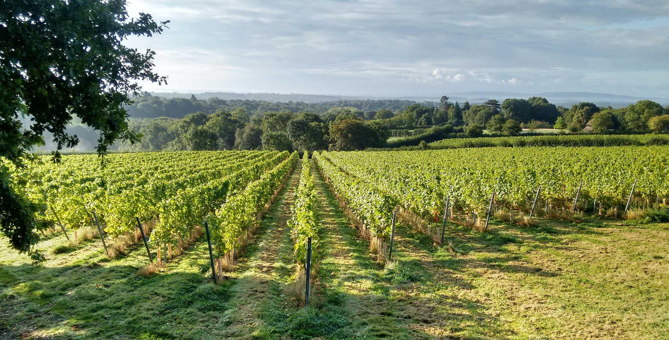 Beacon Down Vineyard