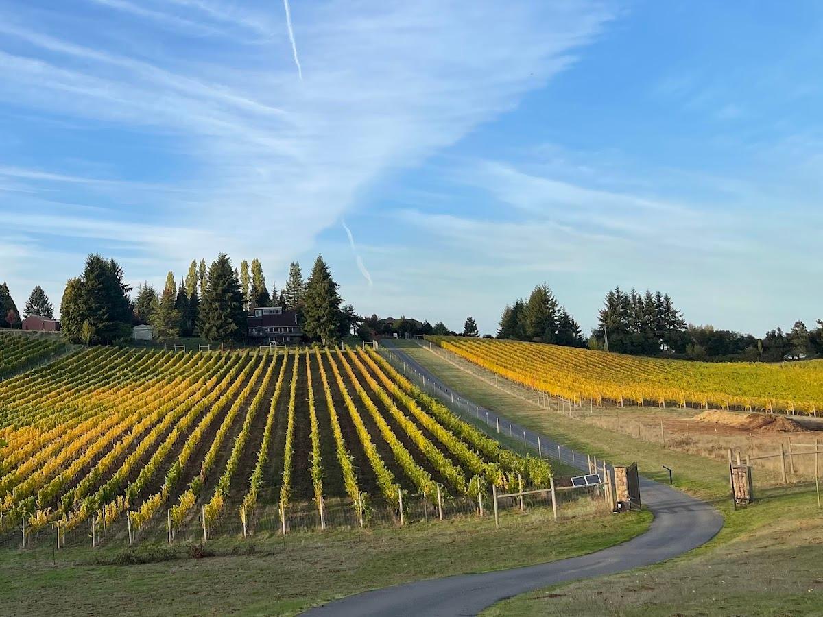 Benza Vineyards