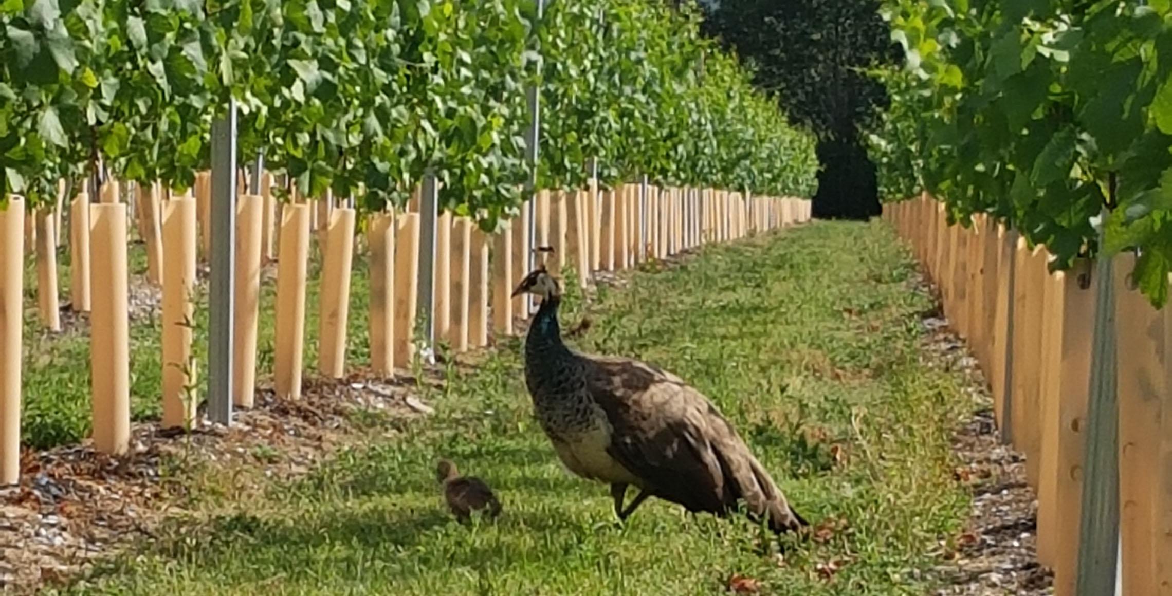 Bluestone Vineyards at Cholderton Charlie’s