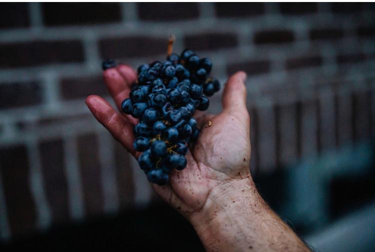 BORELLI FAMILY CELLARS, LLC