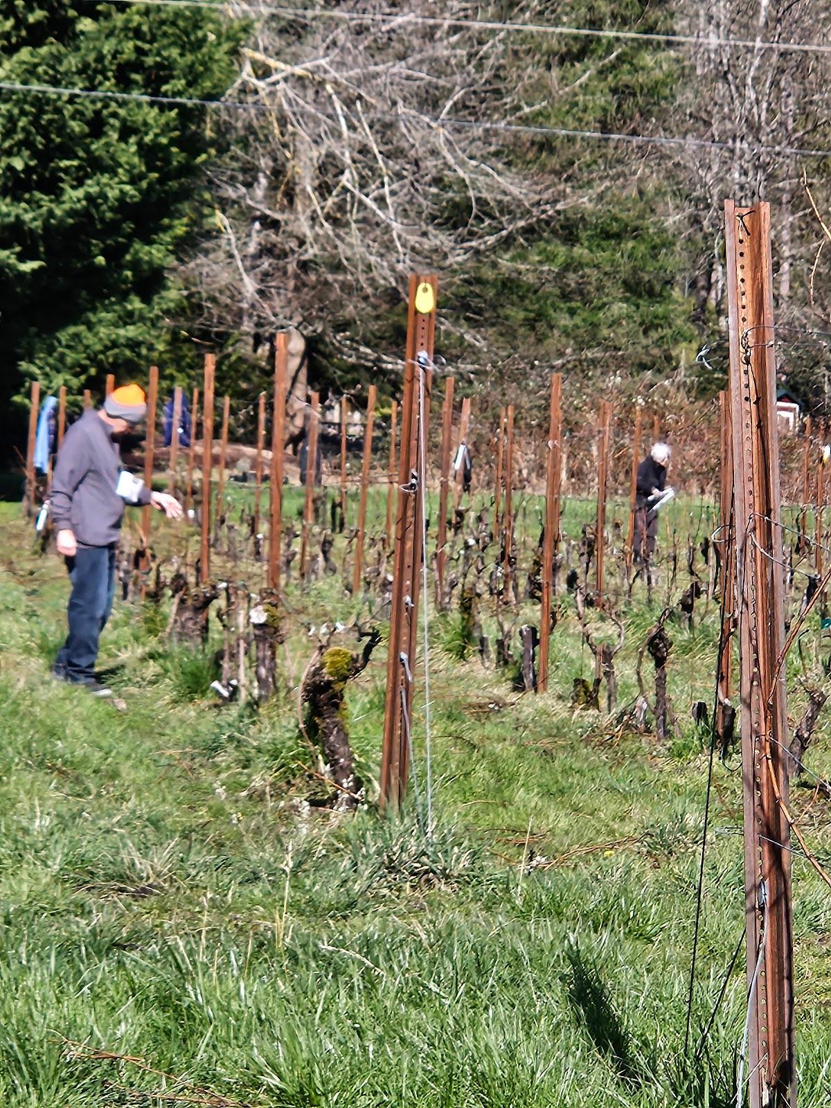 Boulton Vineyards and Cellars