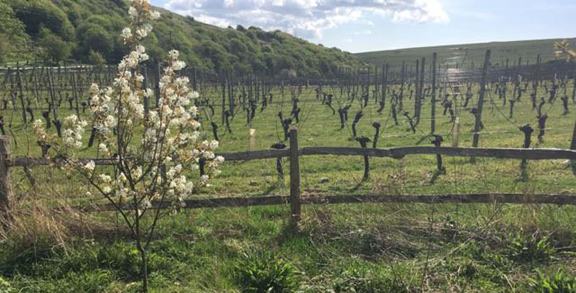 Breaky Bottom Vineyard