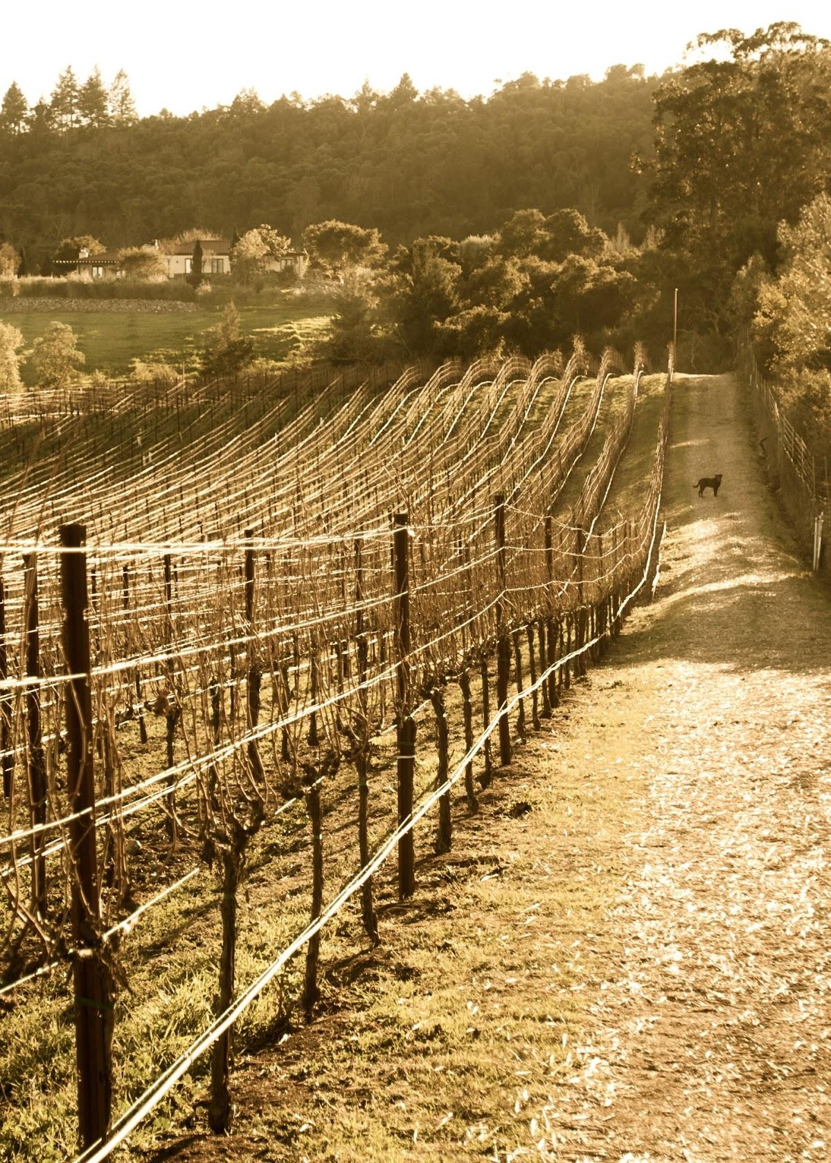 CASPAR WINE LLC