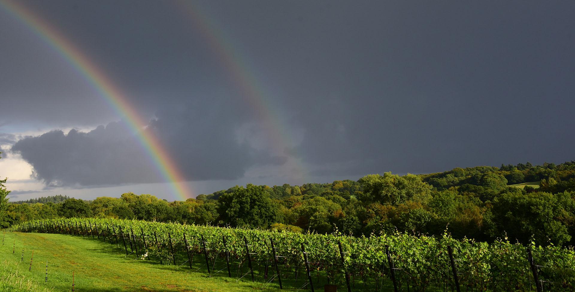 Chilworth Manor Vineyard