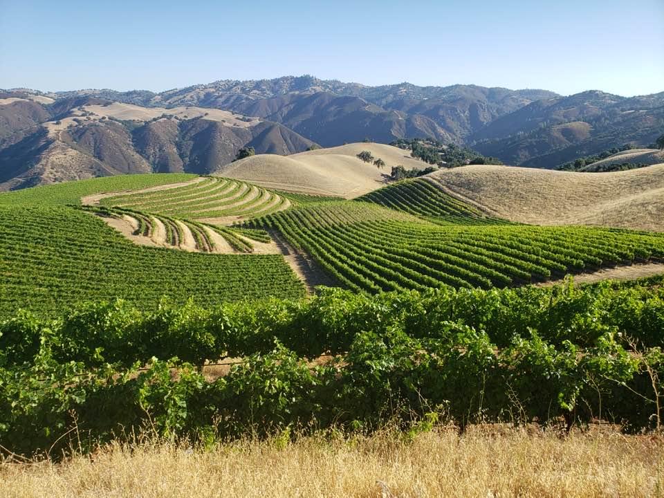 COASTVIEW VINEYARD