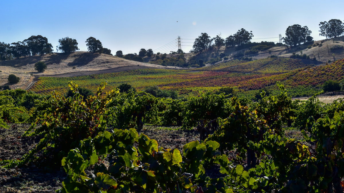 CONRAD VIANO WINERY