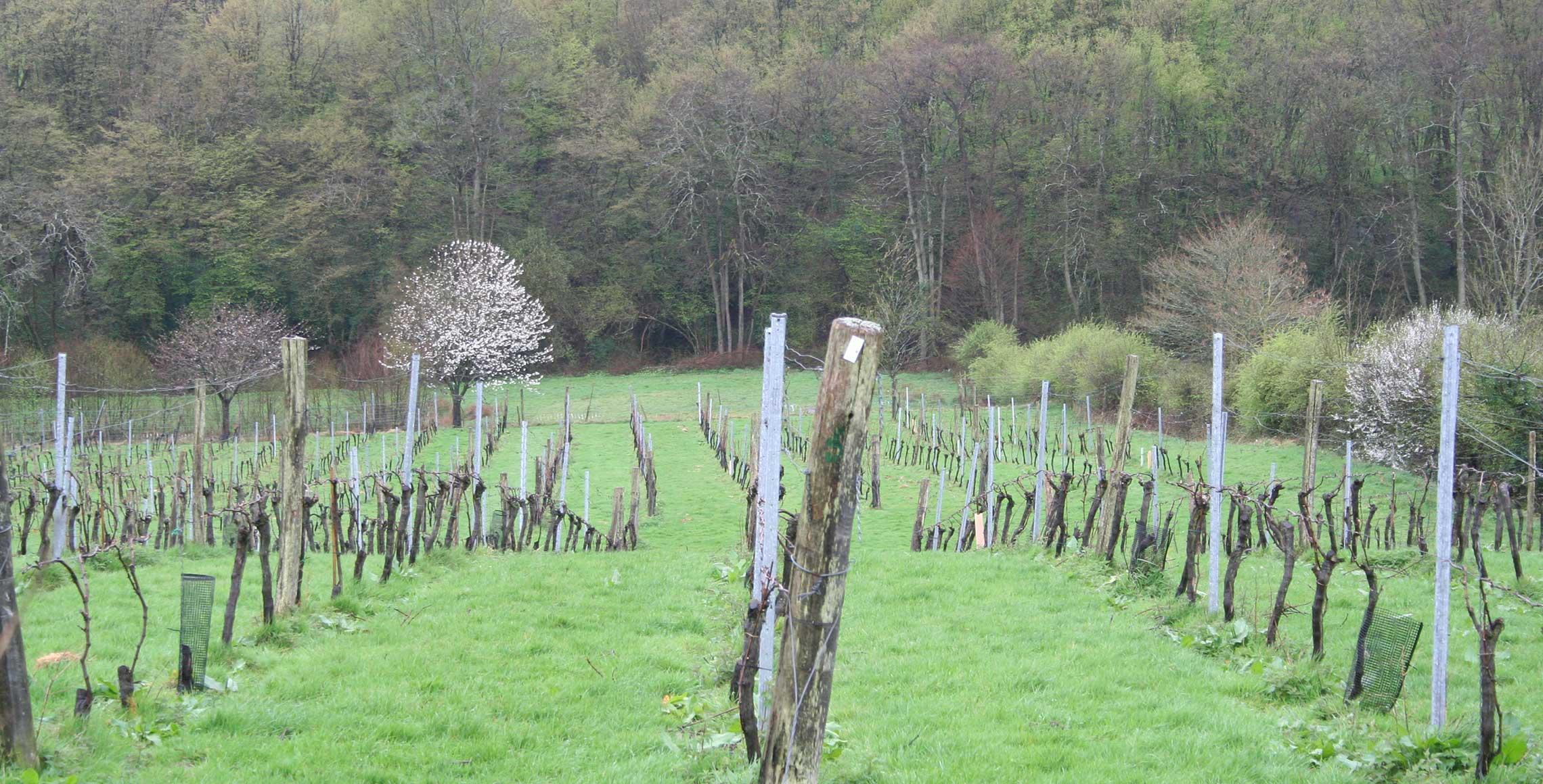 Davenport Vineyards