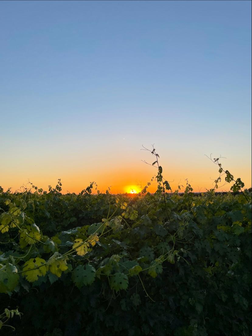 Deux Soldats Estate Vineyard
