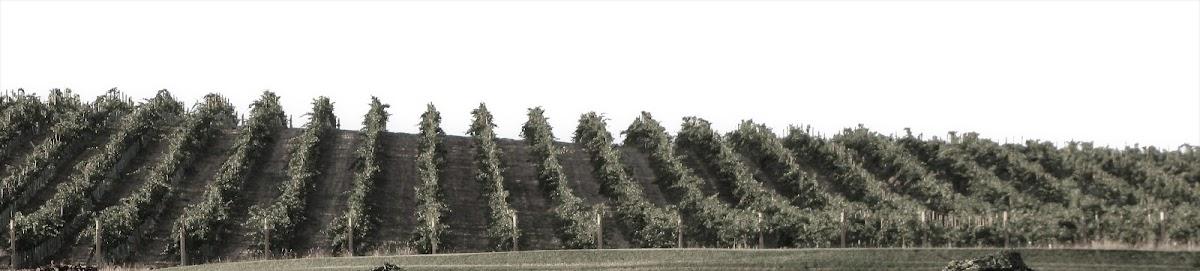 DILLON CELLARS LLC