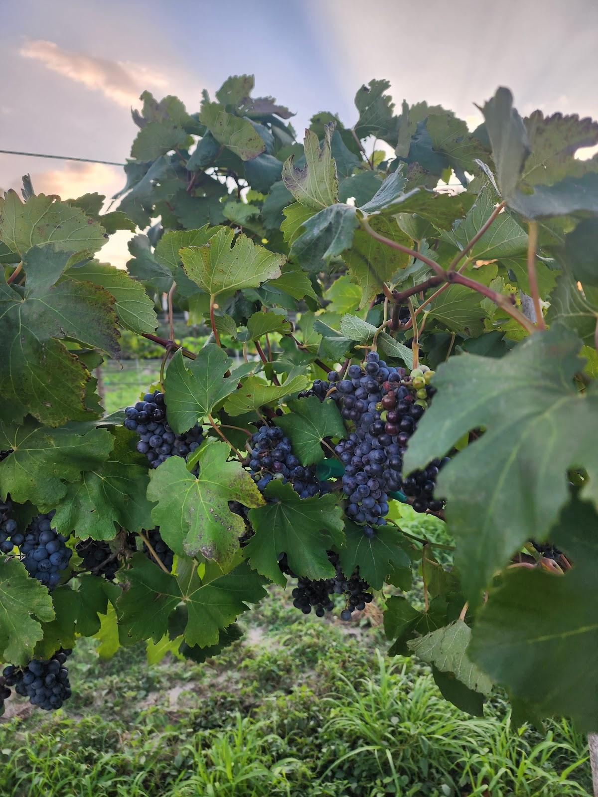 DOS RIOS WINERY LLC