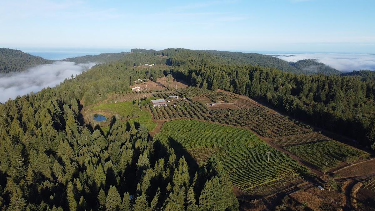 DREW FAMILY CELLARS