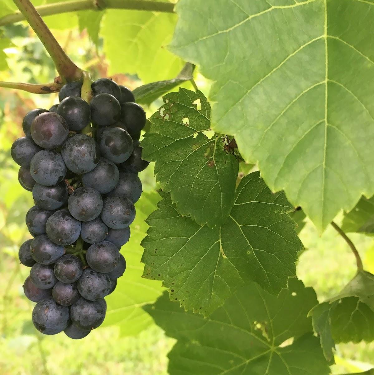FWT  WINES