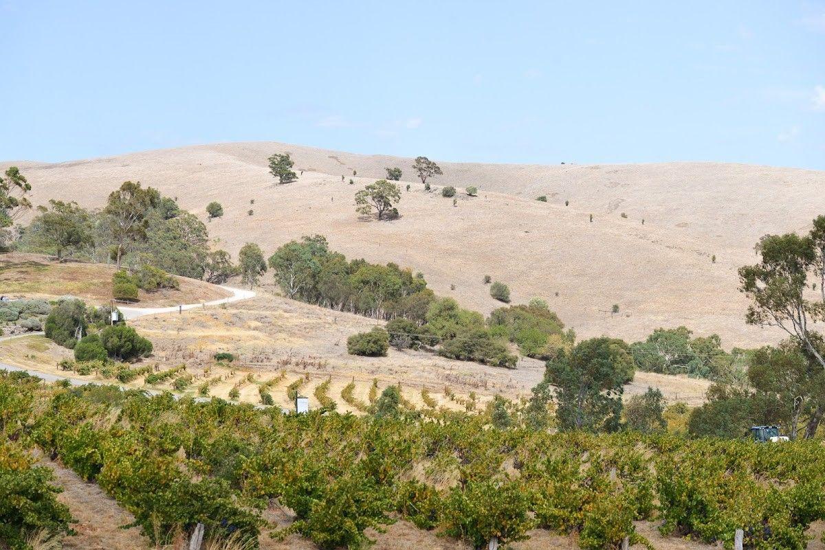 Auld Family Wines Vineyard
