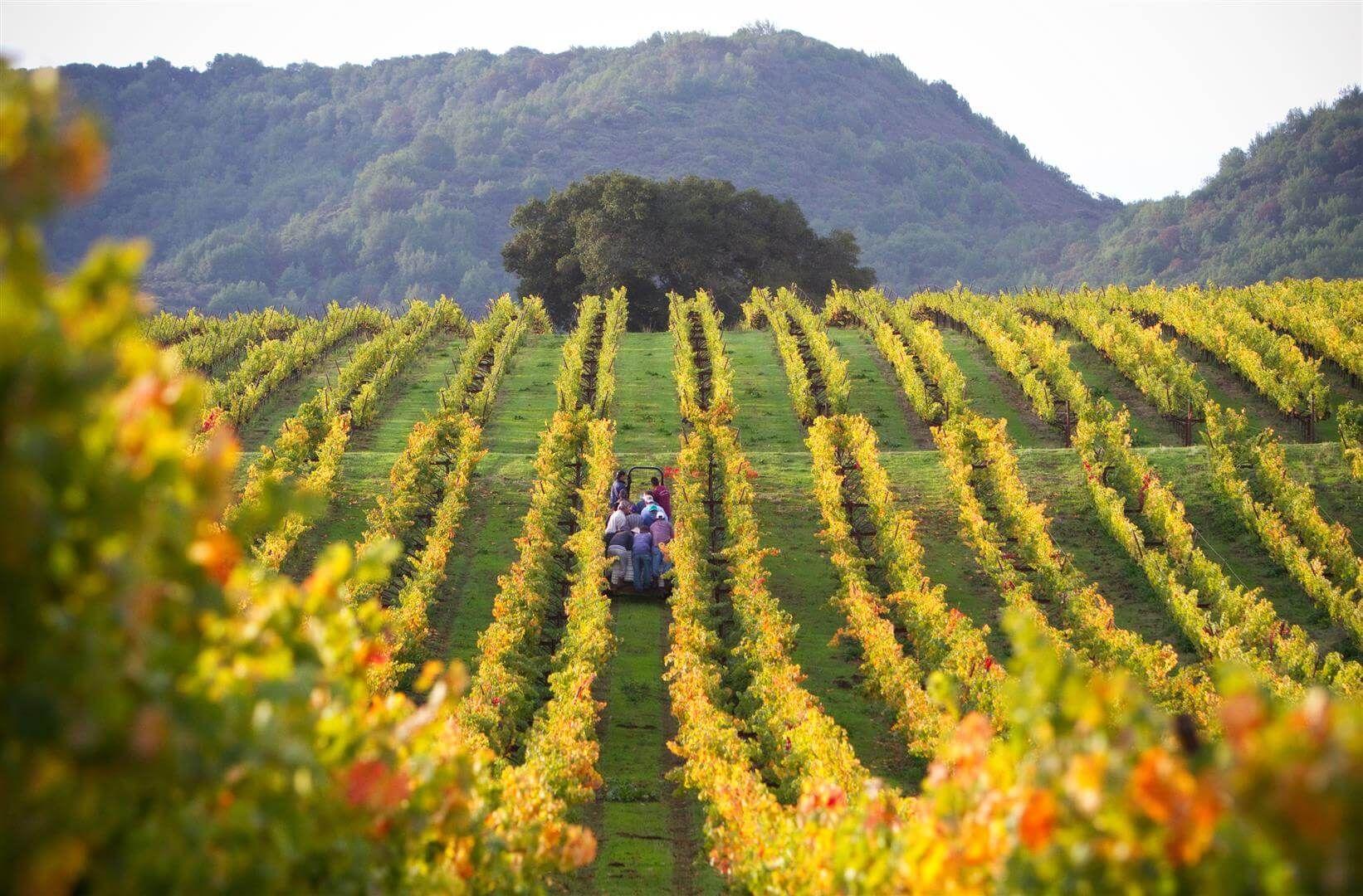 Moone-Tsai Vineyards