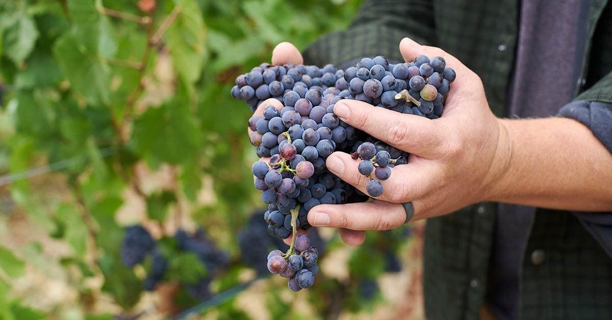 Dauntless Wine Co