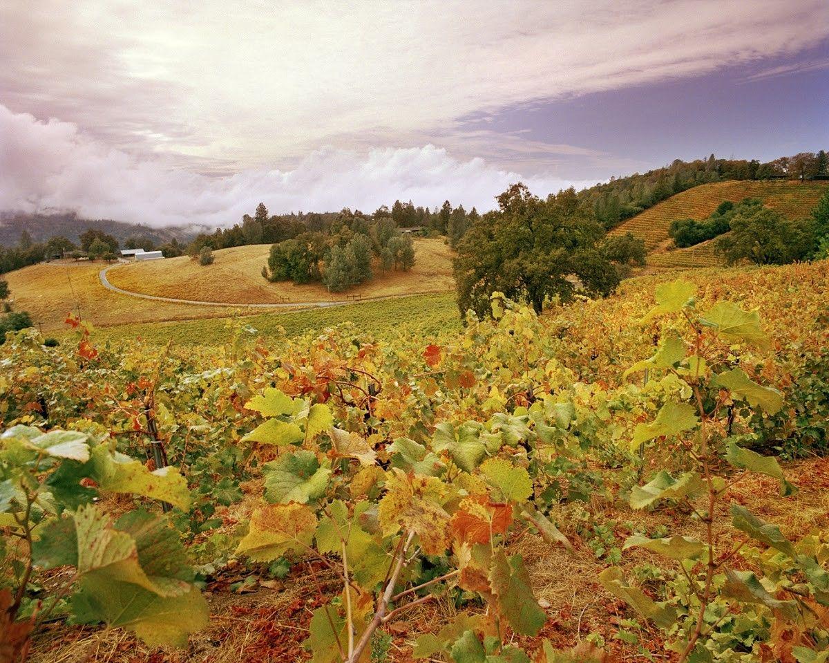Holly's Hill Vineyards