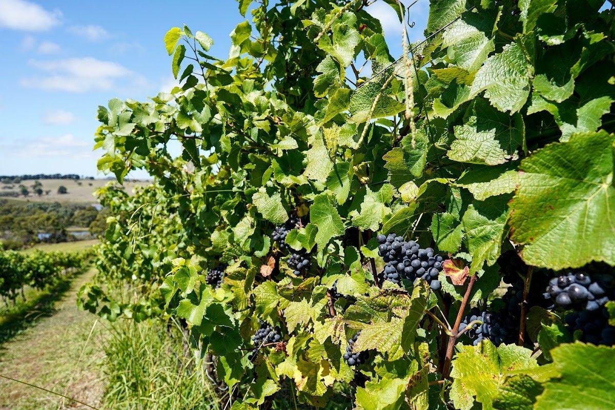 Mt Jagged Wines