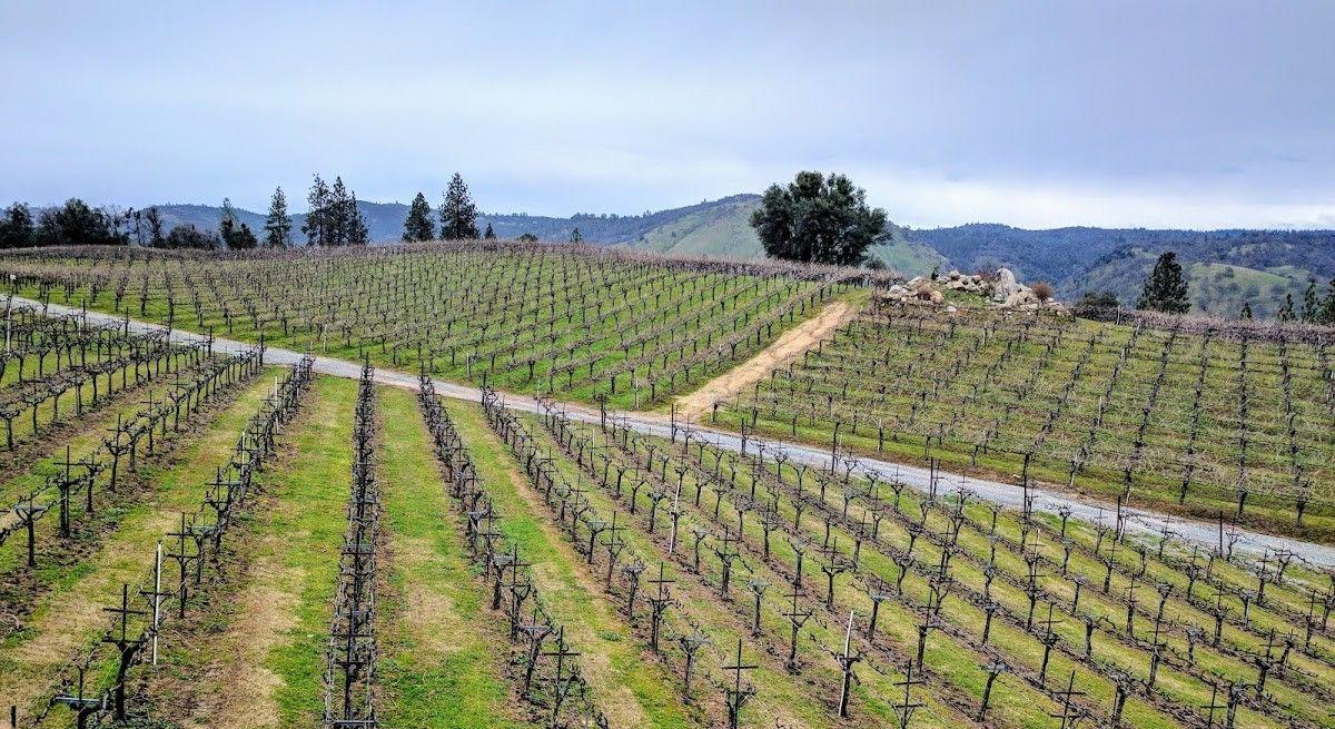 Gold Hill Vineyard