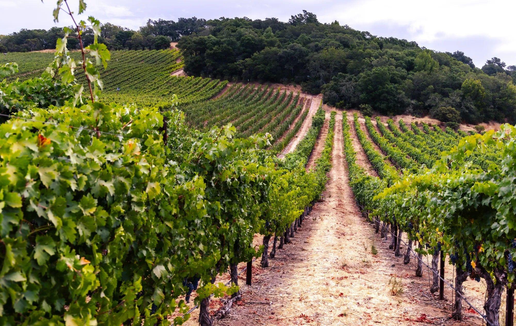 Caton Vineyards
