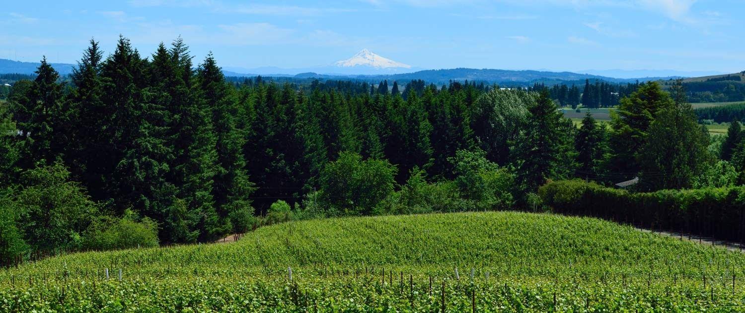 Sidereus Winery