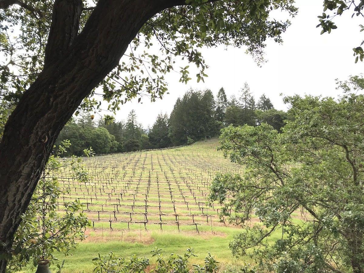 School House Vineyard