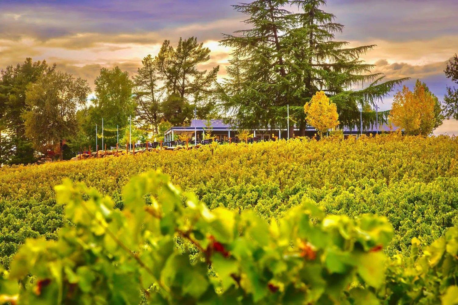Starfield Vineyards