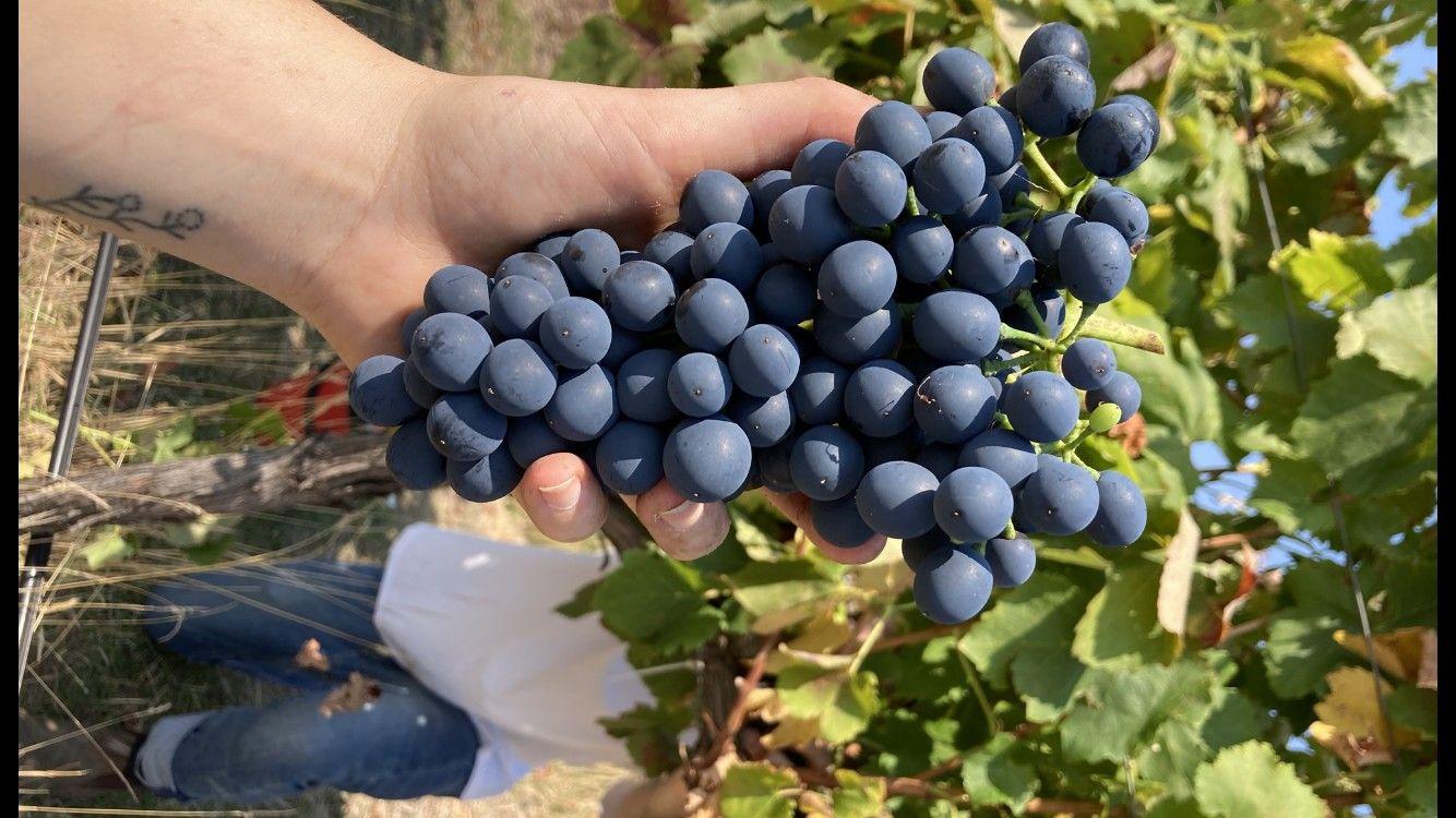 Wimmera Hills Winery
