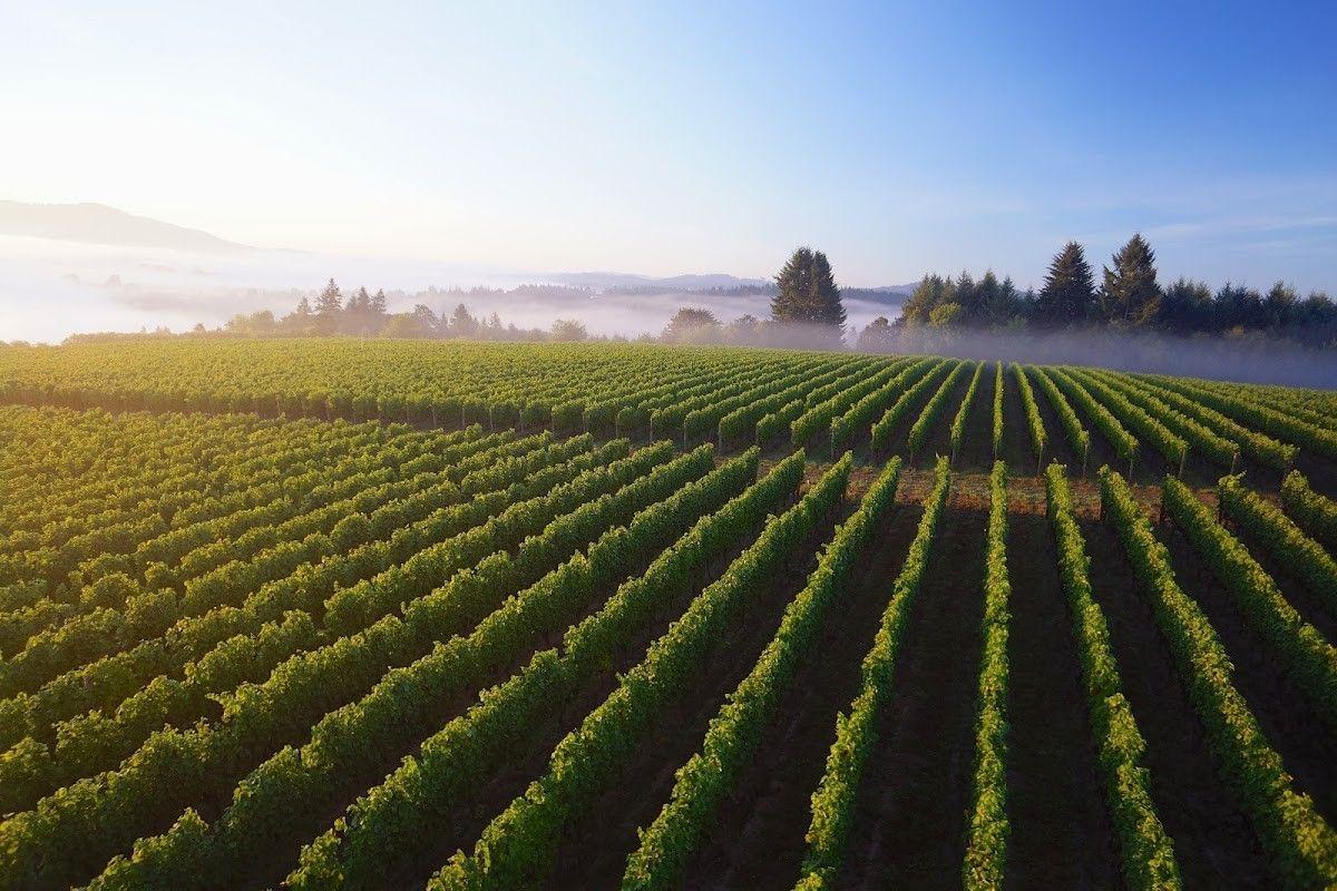 Patton Valley Vineyard