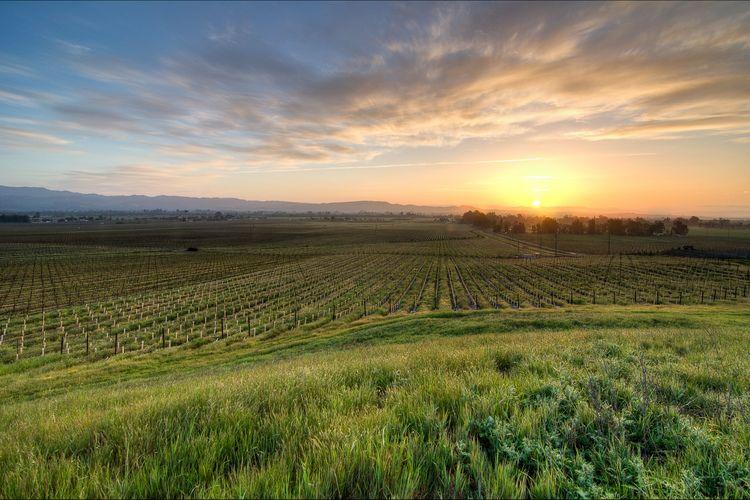 Kindred Wines