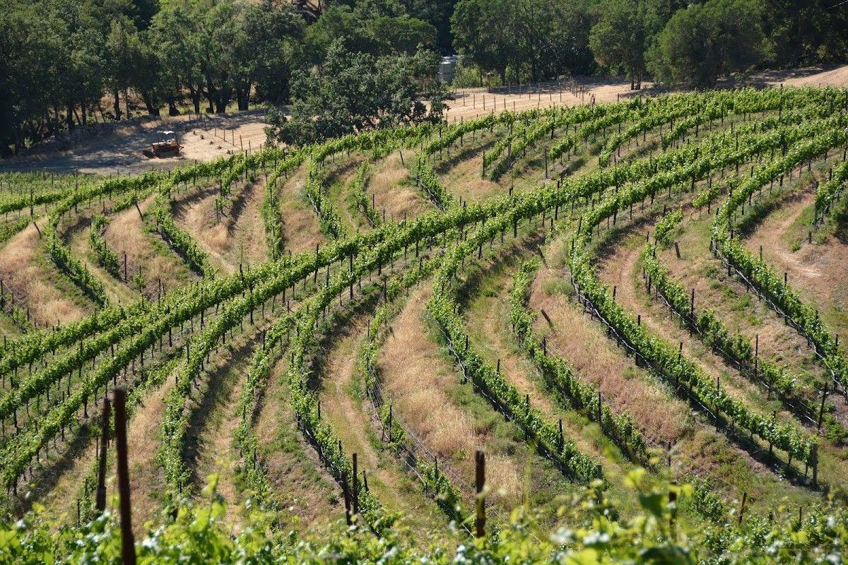 Jericho Canyon Vineyard