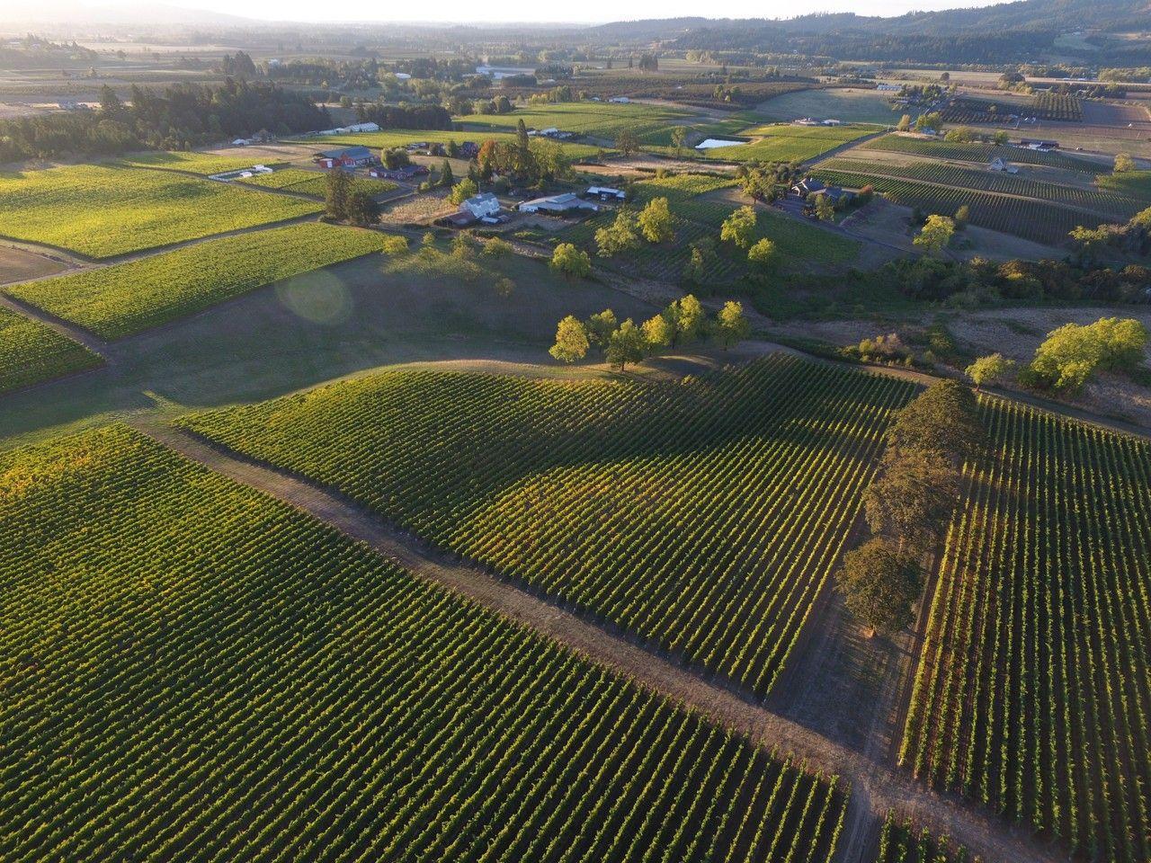 Lachini Vineyards