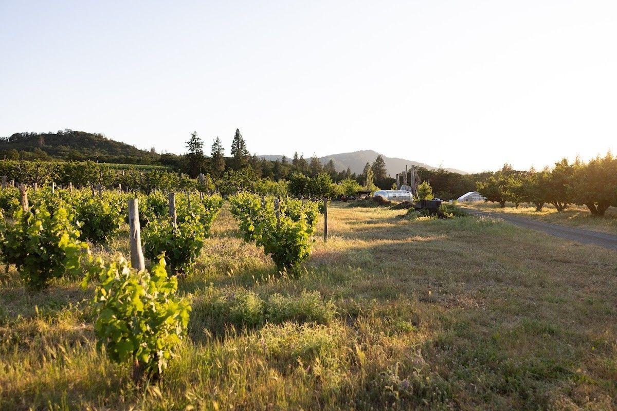 Idiot's Grace Winery