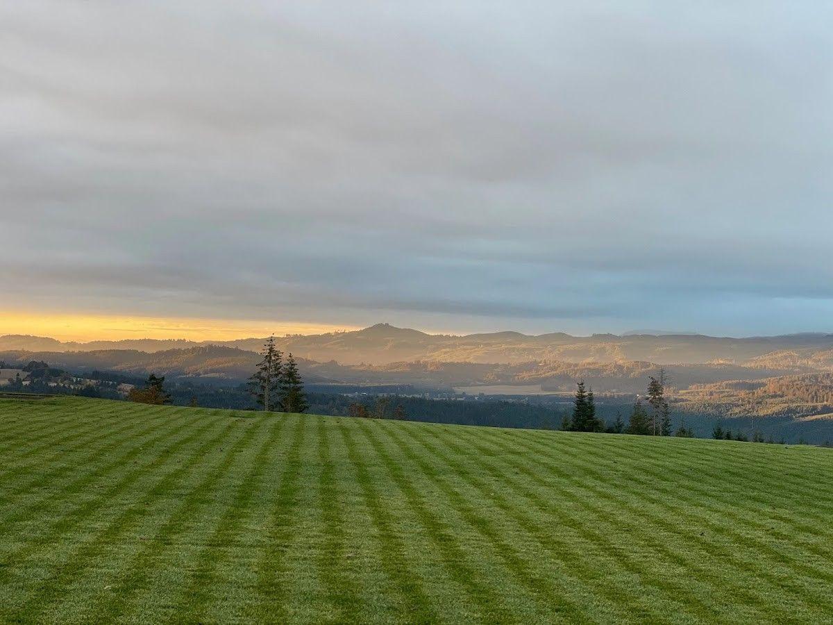 Bella Vida Vineyard