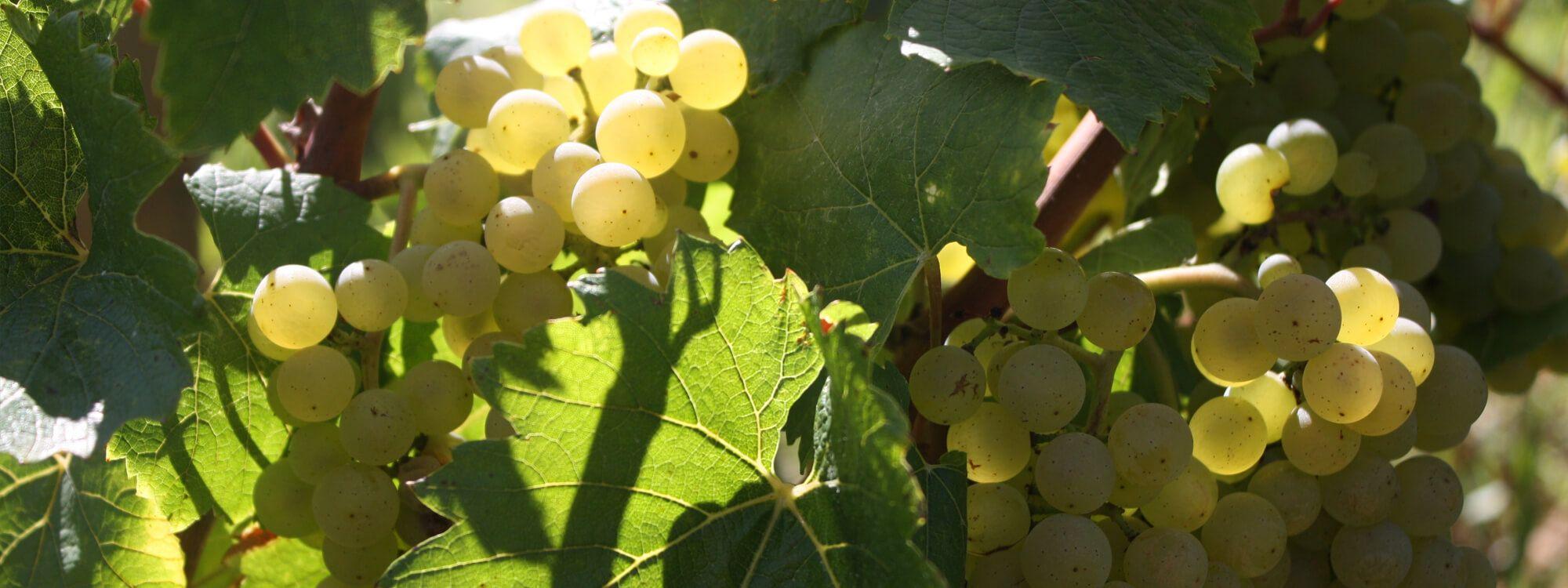 Domaine Latour-Giraud