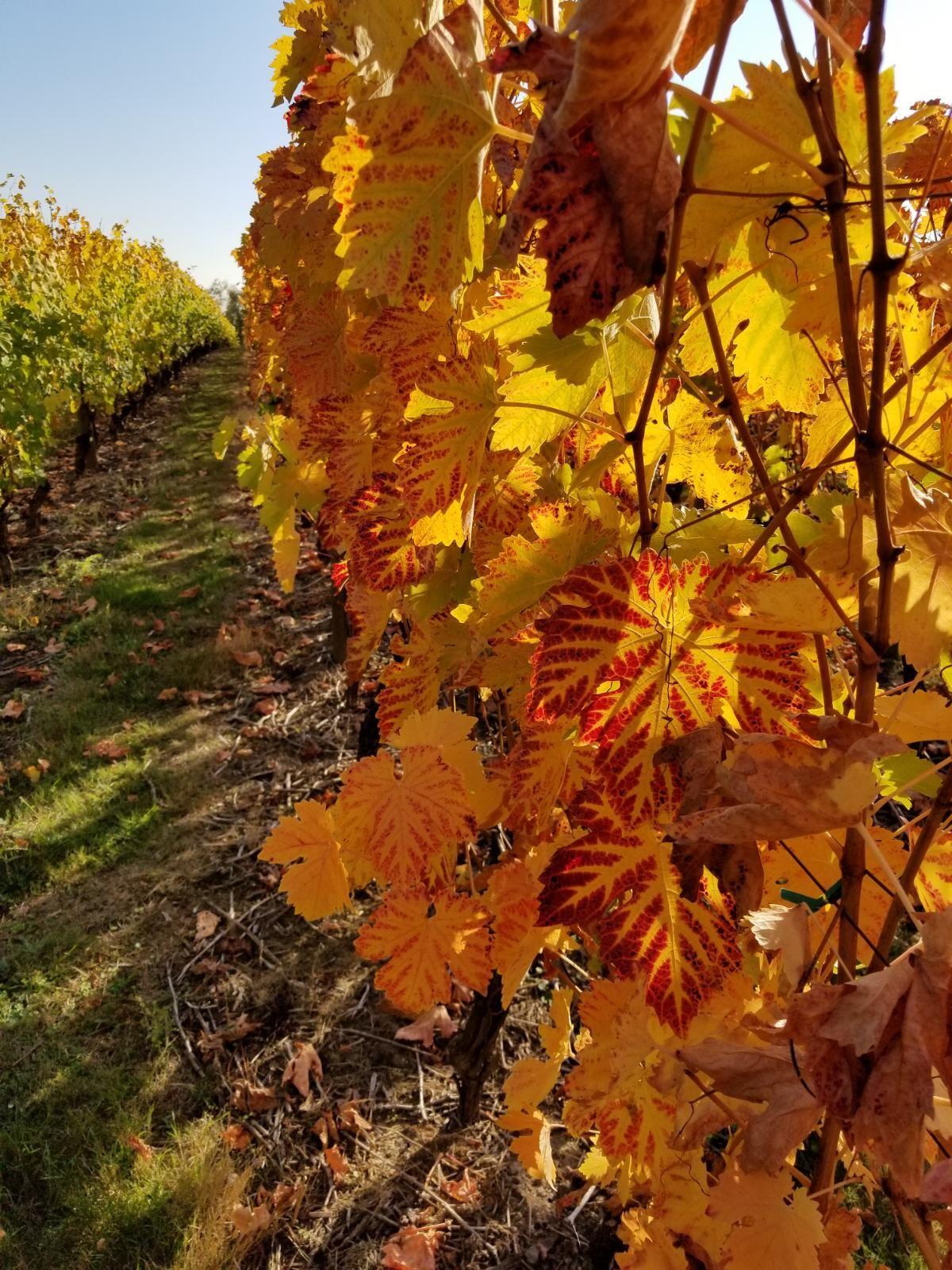 Carlo & Julian Vineyards & Winery
