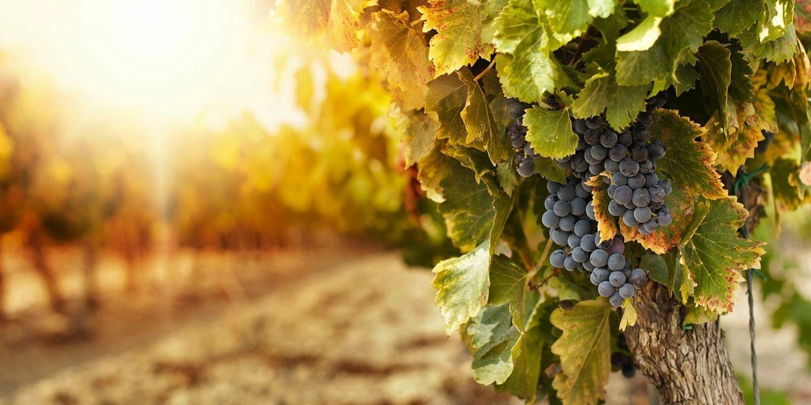 Bianchi Vineyards
