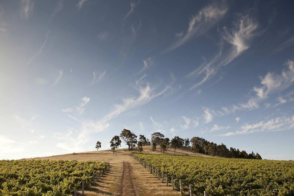 She-Oak Hill Vineyard