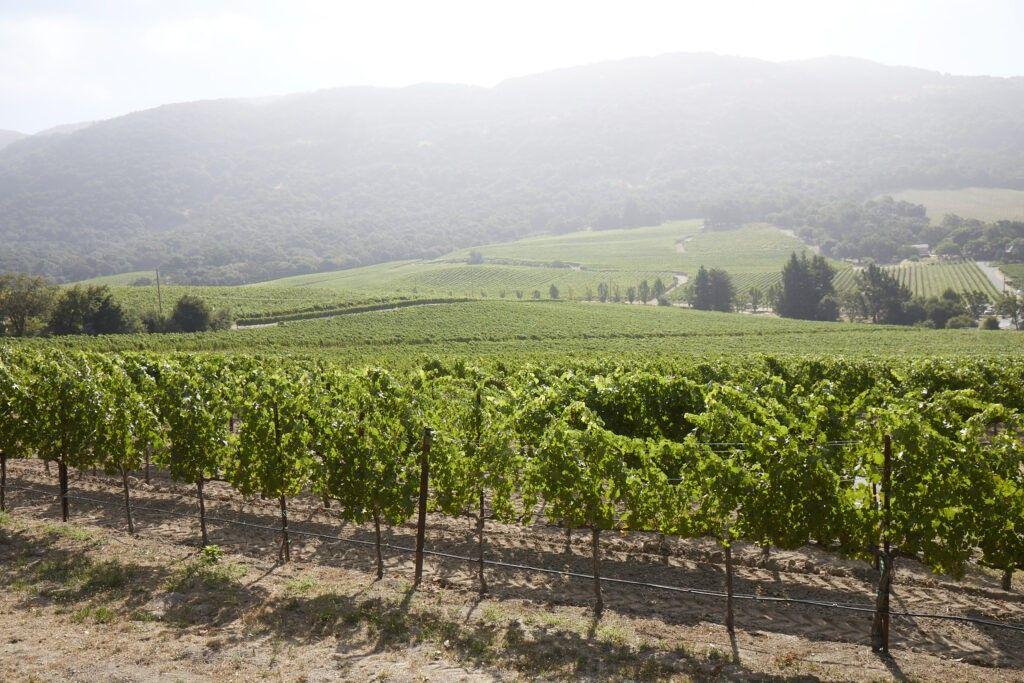 REWA Vineyards