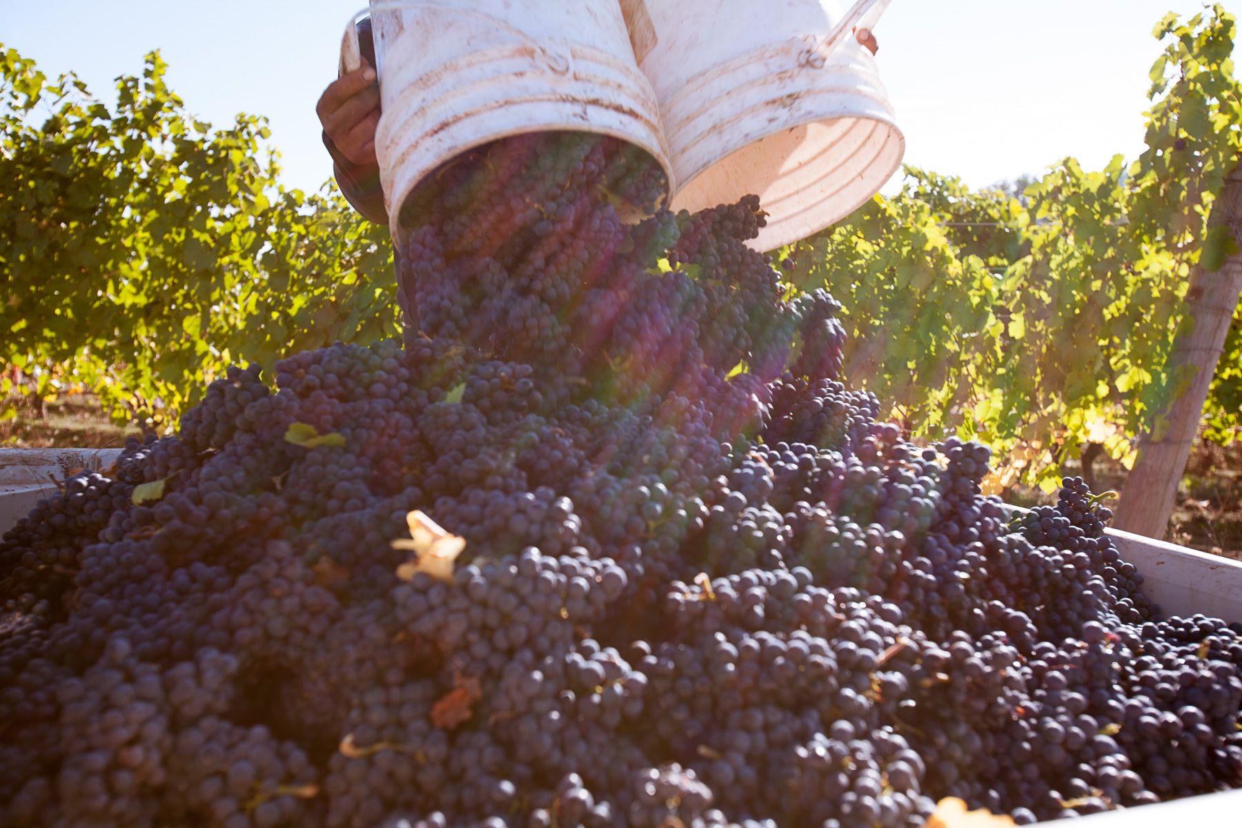 Pike Road Wines