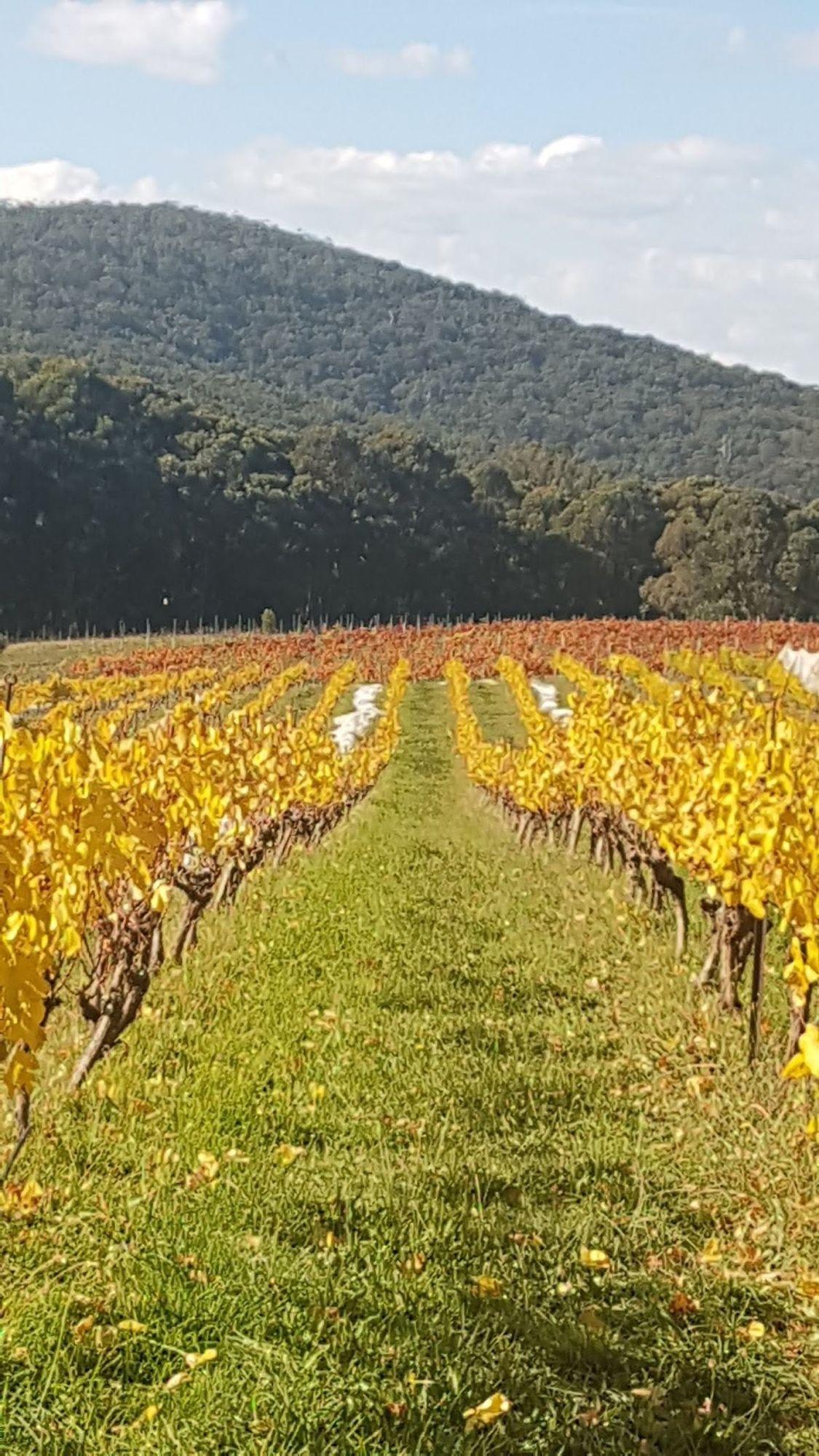 Lanes End Vineyard