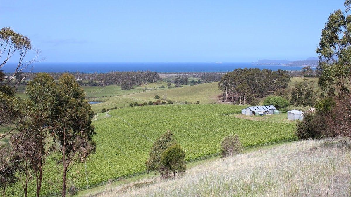 Cape Bernier Vineyard