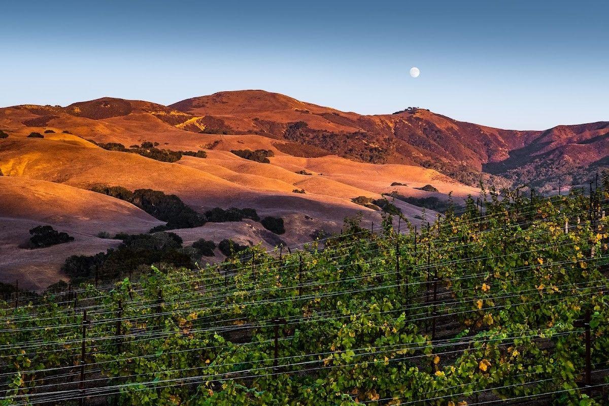 Alma Rosa Winery and Vineyards