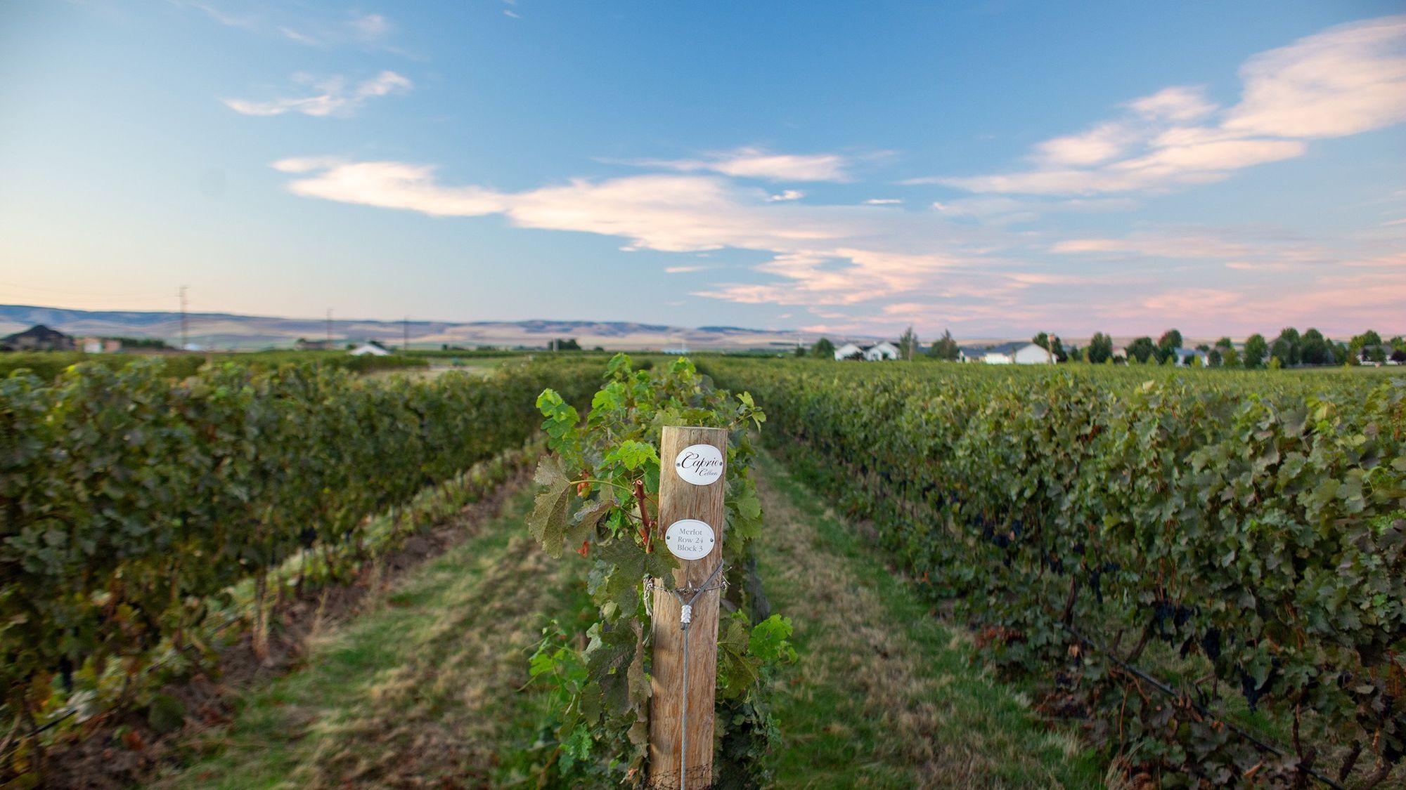 Caprio Cellars