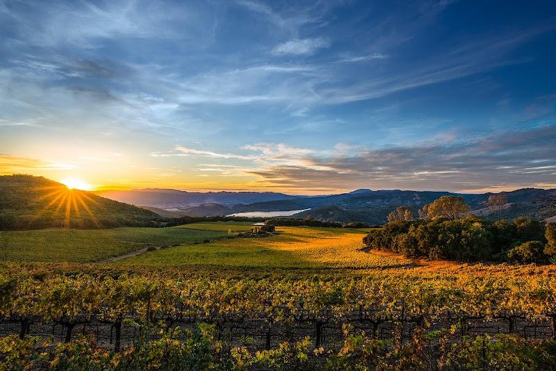 Chappellet Vineyard