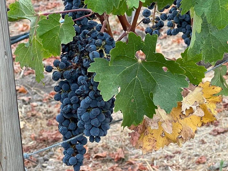 Huino Napa Valley