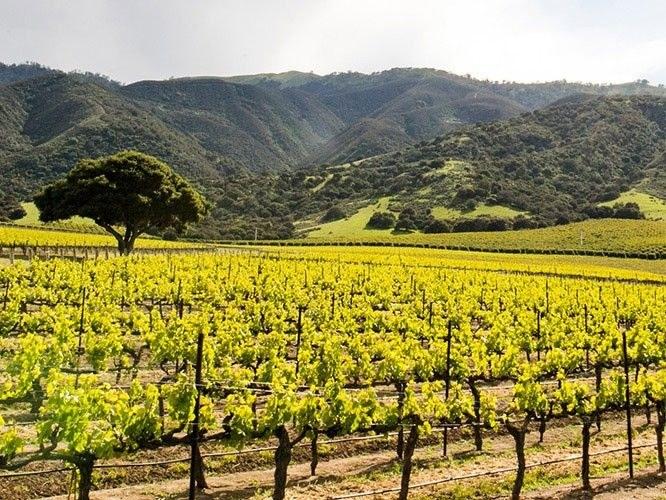 Mer Soleil Winery