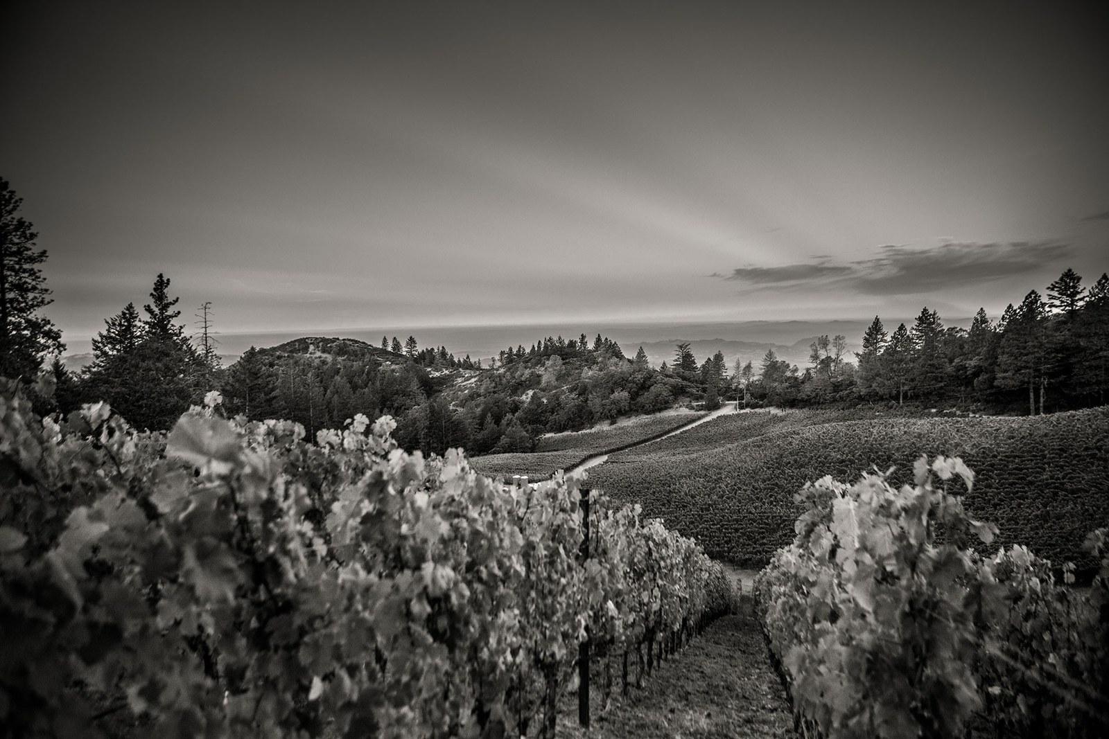Melka Estates