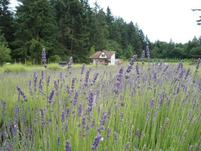 Stringtown Cellars & Lavender Farm