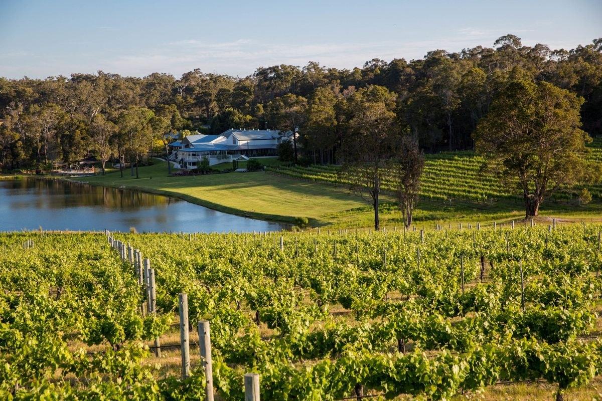 McHenry Vineyard