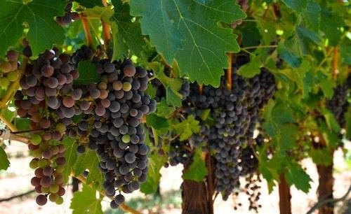 Tom Eddy Winery